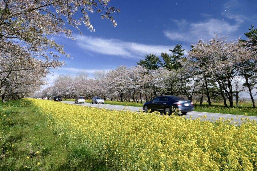 秋田県の絶景 桜・菜の花ロード