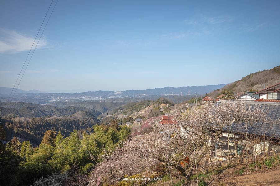 奈良県の絶景 広橋梅林の梅