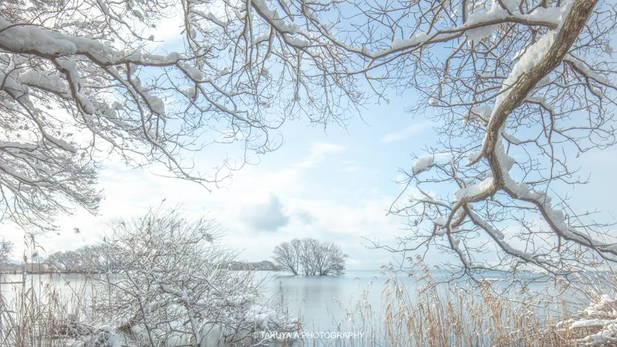 滋賀県の絶景 湖北水鳥公園の水中木