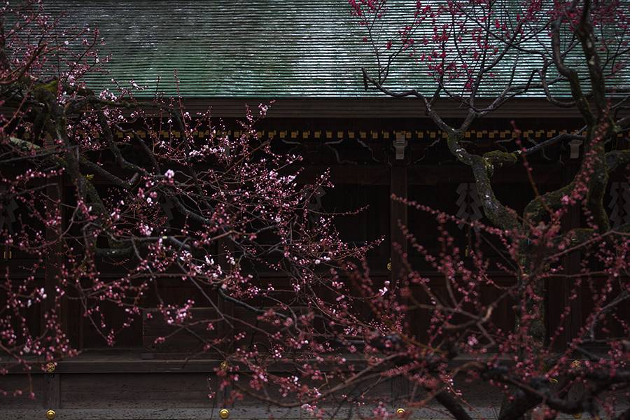 京都府の絶景 北野天満宮の梅
