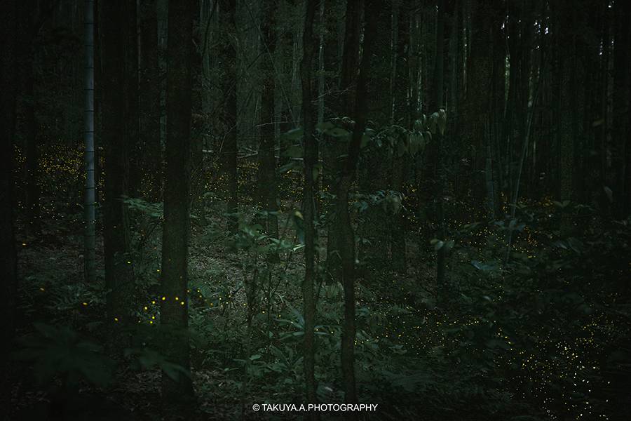 愛知県の絶景 相生山緑地オアシスの森のヒメボタル