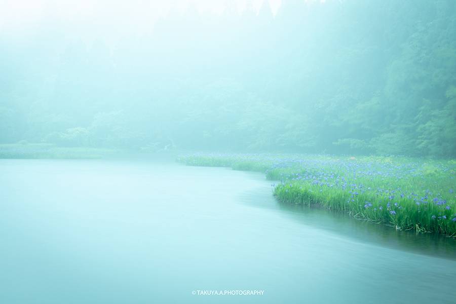 滋賀県の絶景 平池のカキツバタ