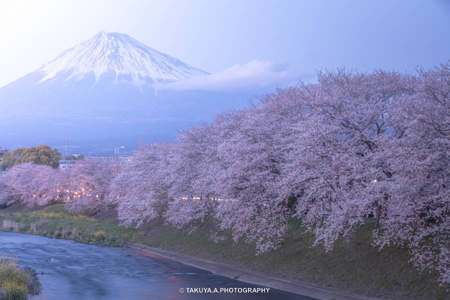 静岡県の絶景 龍巌淵の富士山と桜