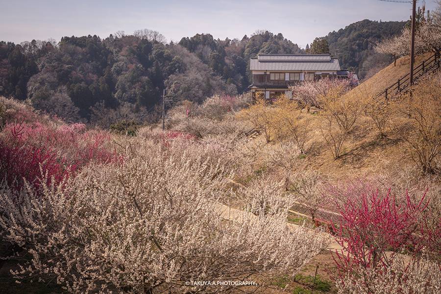 3月にオススメの絶景スポットNo3 奈良県 月ヶ瀬梅渓の梅
