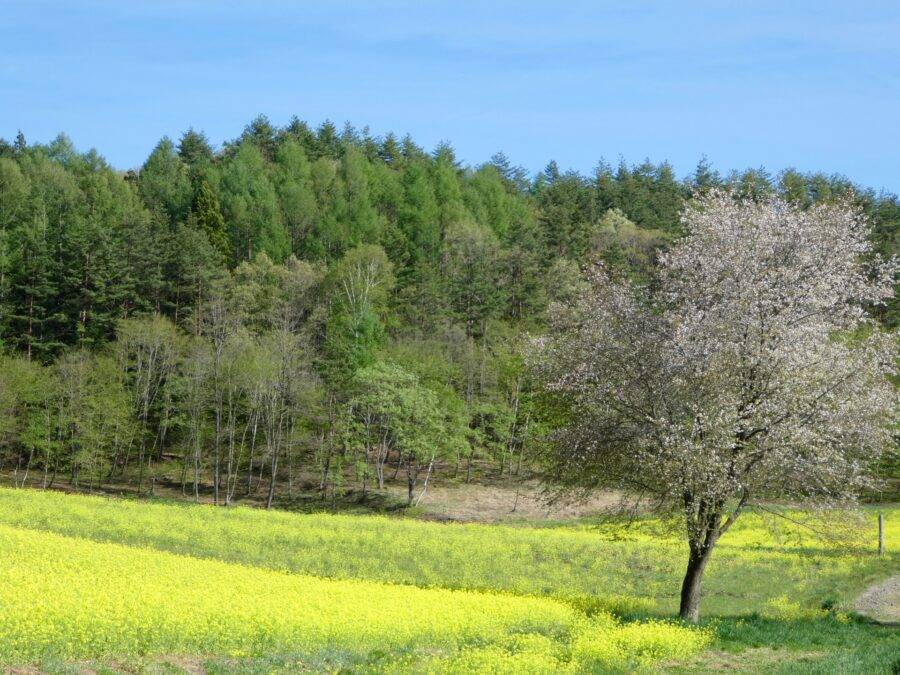 長野県の絶景 中山高原の菜の花