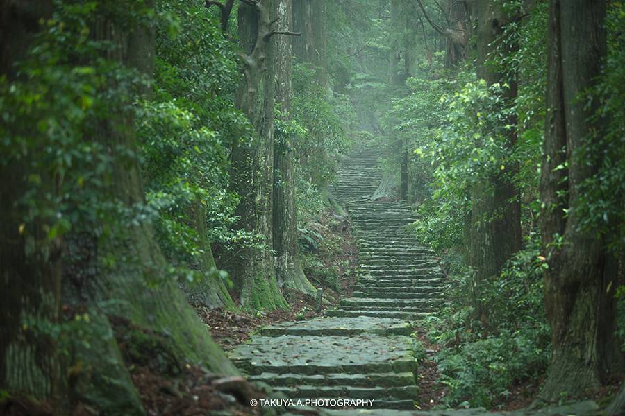 和歌山県の絶景 大門坂の新緑