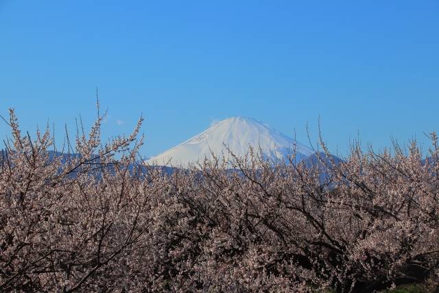 神奈川県の絶景 曽我梅林の梅