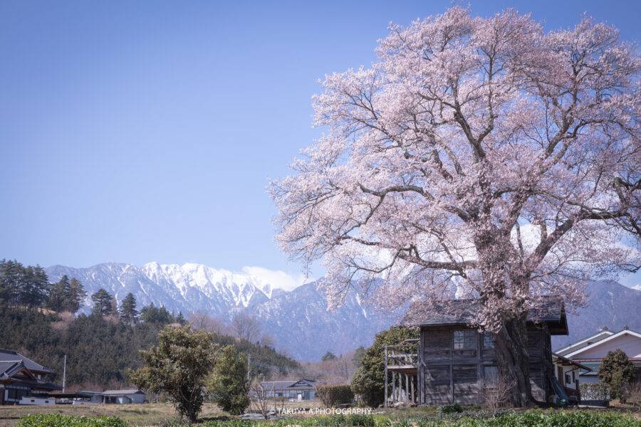 山梨県の絶景 山高の一本桜