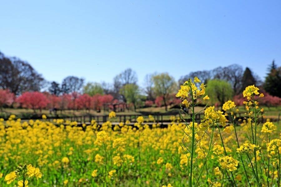 茨城県の絶景 古河公方公園の花桃