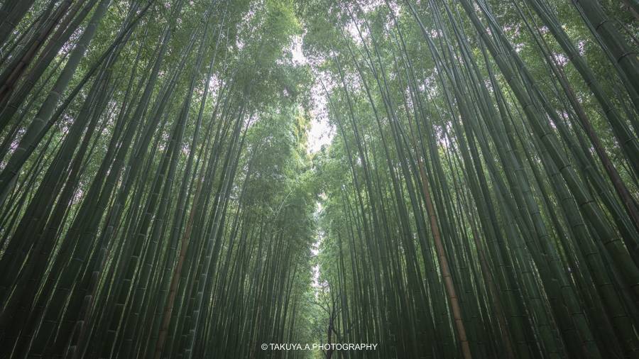 京都府の絶景 竹林の小径