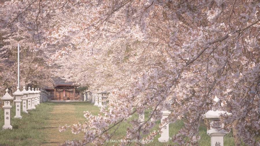 滋賀県の絶景 天津神社の桜