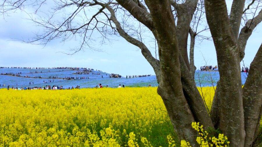 茨城県の絶景 国営ひたち海浜公園の菜の花
