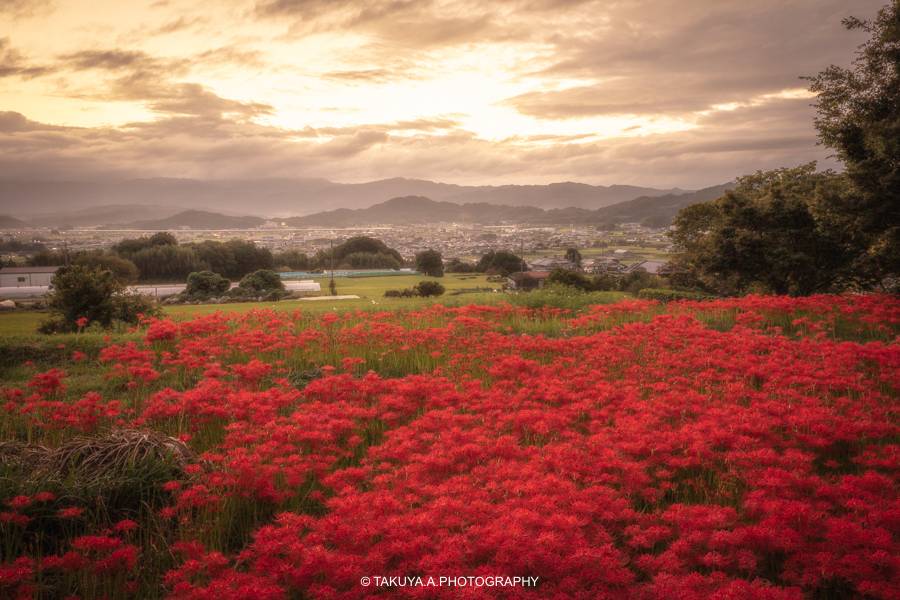 奈良県の絶景 九品寺の彼岸花と朝日