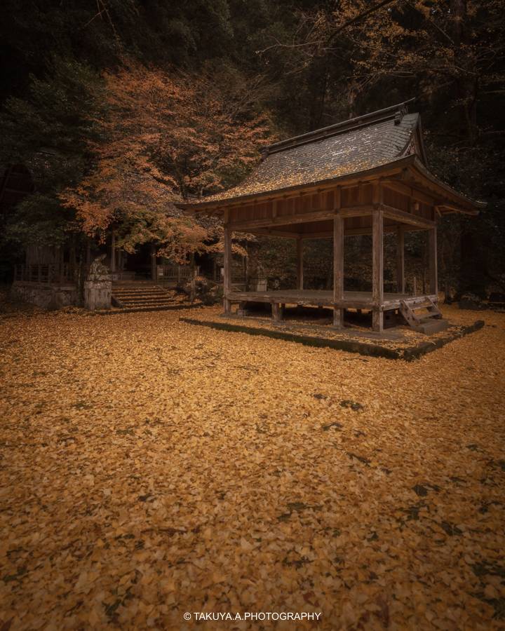 京都府の絶景 岩戸落葉神社の敷銀杏