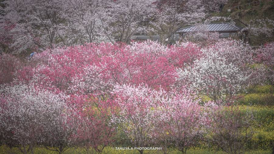 高知県の絶景 西川花公園の花桃