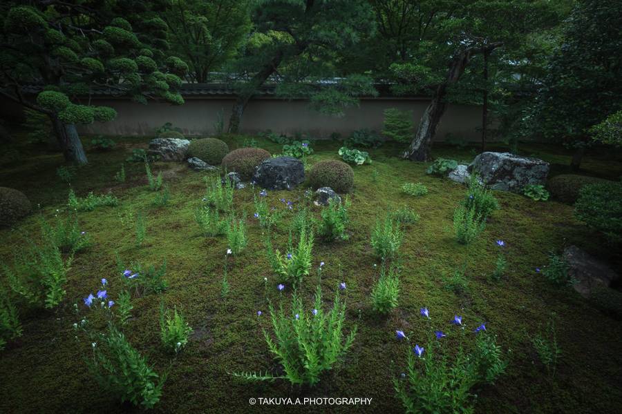京都府の絶景 天徳院の桔梗