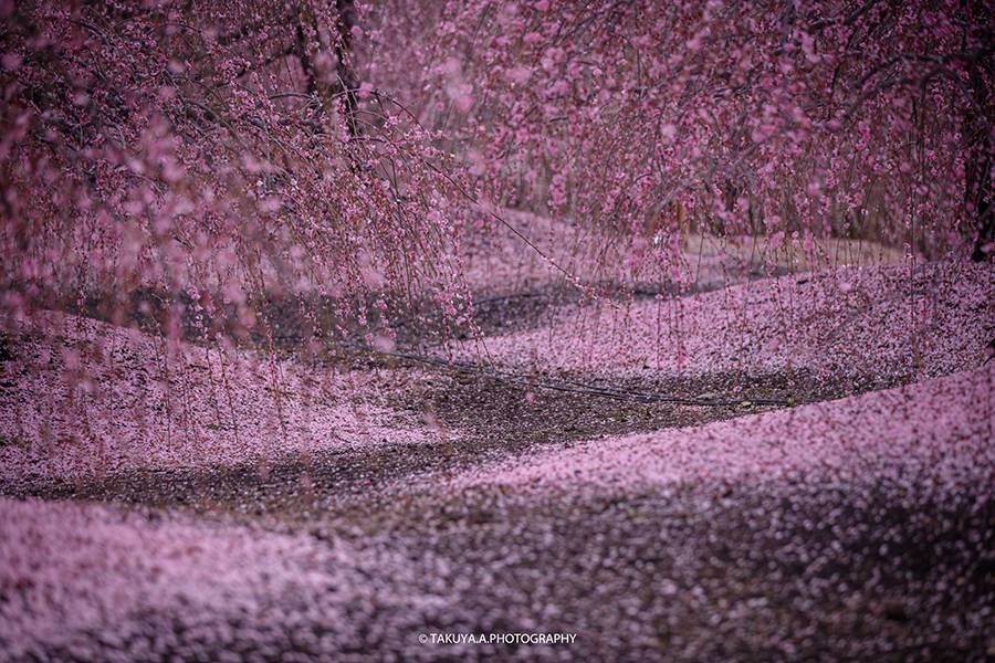3月にオススメの絶景スポットNO1 三重県 鈴鹿の森庭園の梅