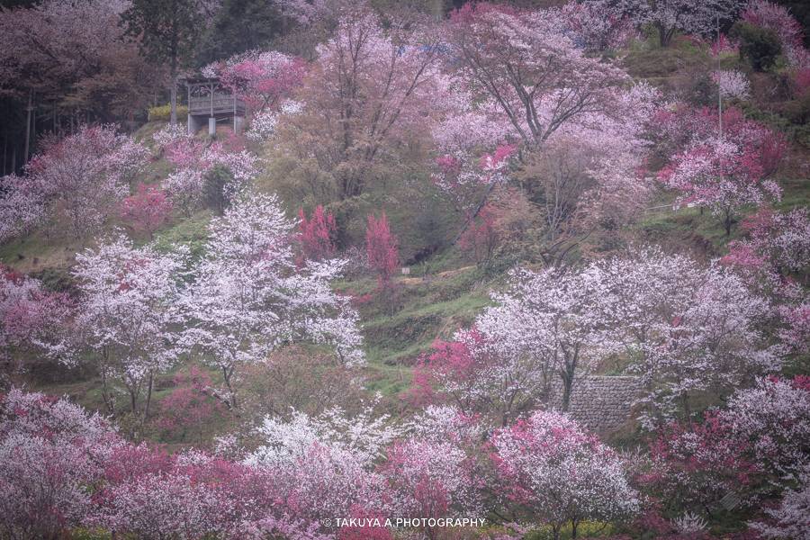 高知県の絶景 西川花公園の花桃