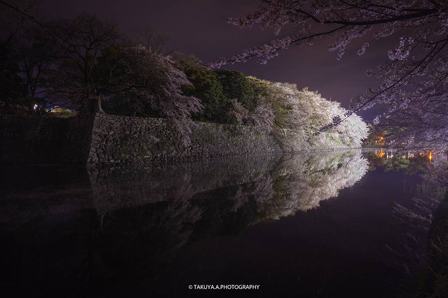 滋賀県の絶景 彦根城の桜ライトアップ