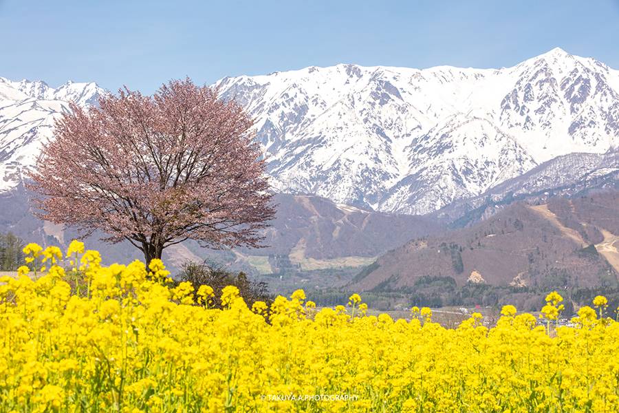 長野県の絶景 野平の一本桜