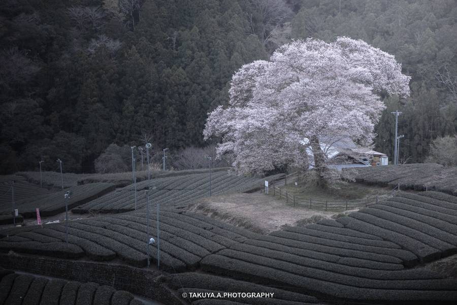 静岡県の絶景 牛代の水目桜