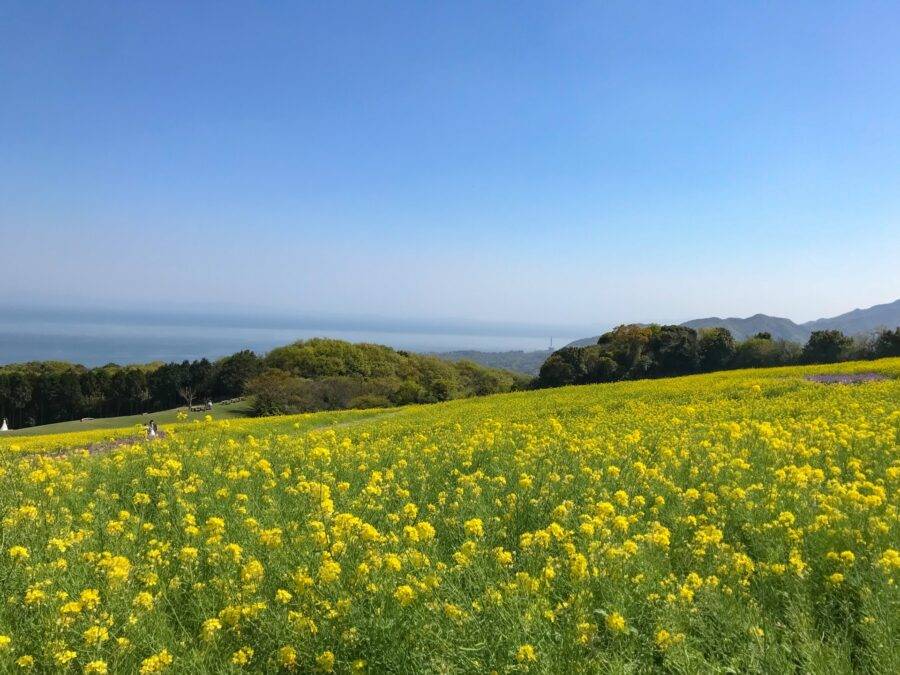 兵庫県の絶景 兵庫県立公園あわじ花さじきの菜の花