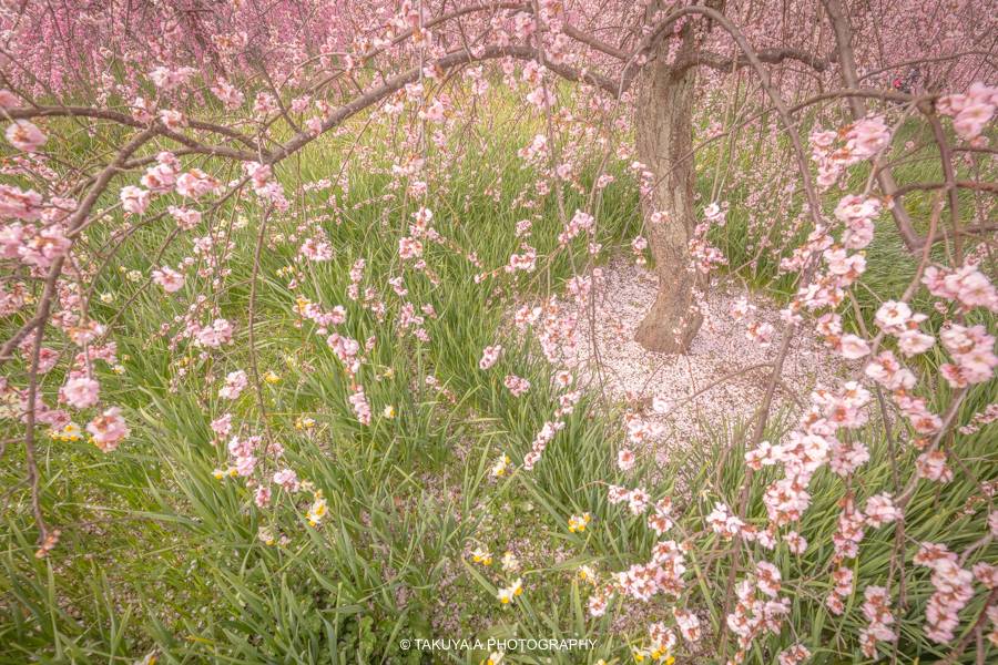 大阪府の絶景 和泉リサイクル環境公園の梅と水仙