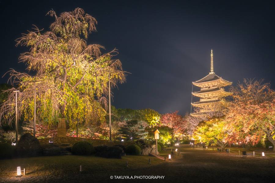 京都府の絶景 東寺の紅葉ライトアップ