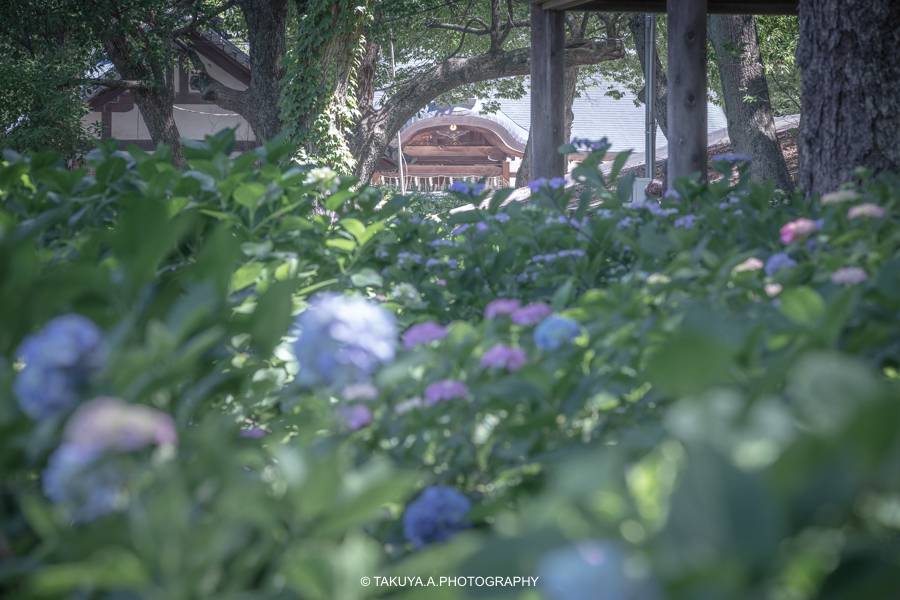 京都府の絶景 藤森神社の紫陽花