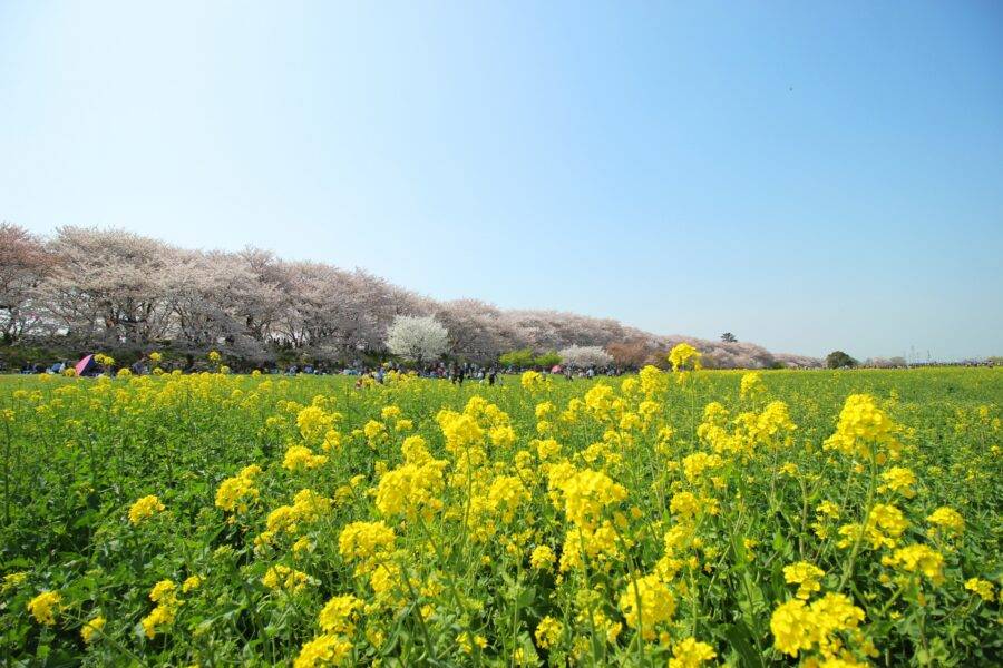 埼玉県の絶景 幸手権現堂桜堤の菜の花