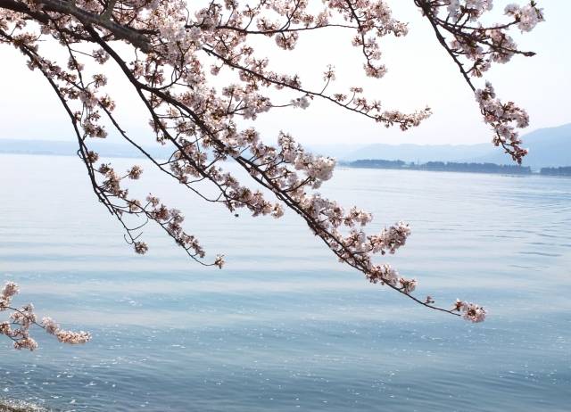 滋賀県の絶景 海津大崎の桜