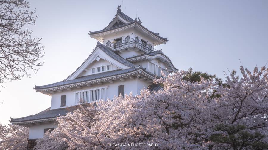 滋賀県の絶景 長浜城（豊公園）の桜
