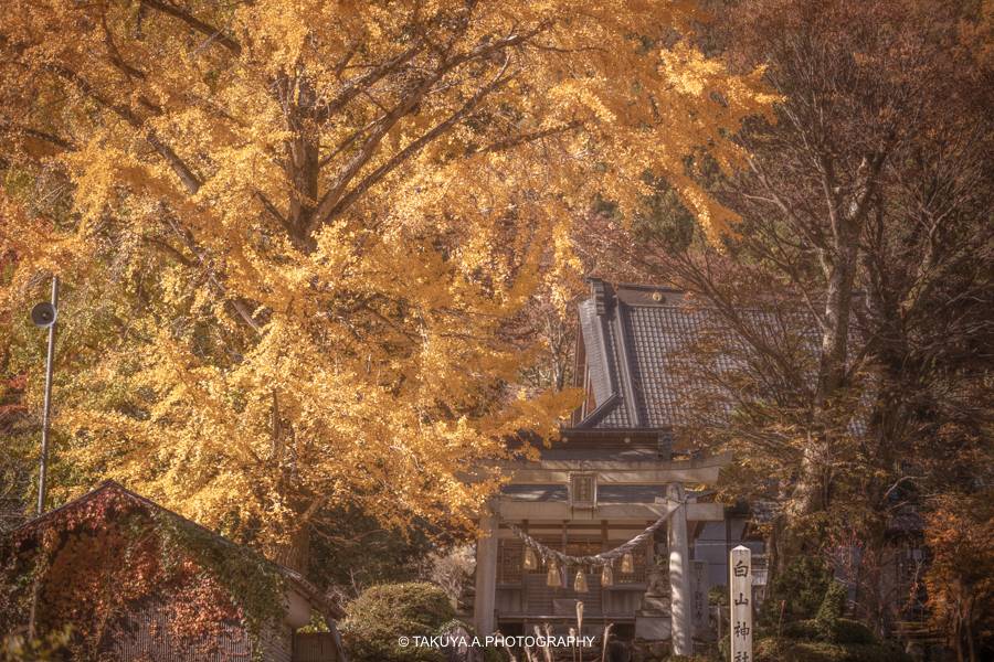 滋賀県の絶景 白山神社の大銀杏