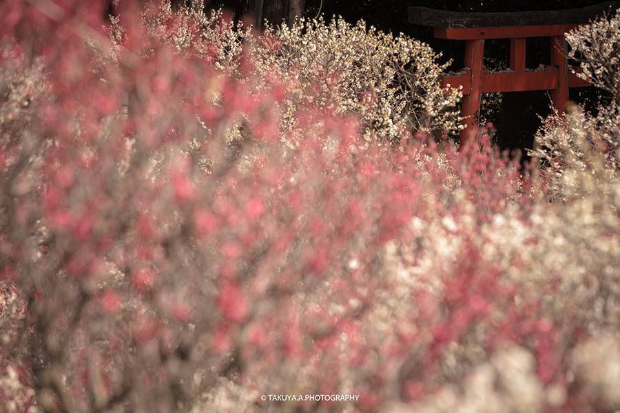 大阪府の絶景 道明寺天満宮の梅