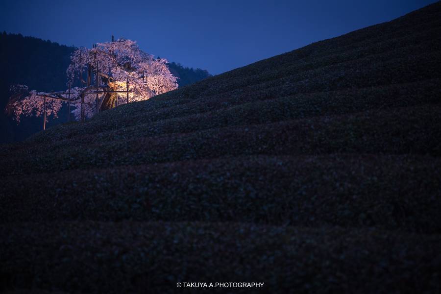 滋賀県の絶景 畑のしだれ桜