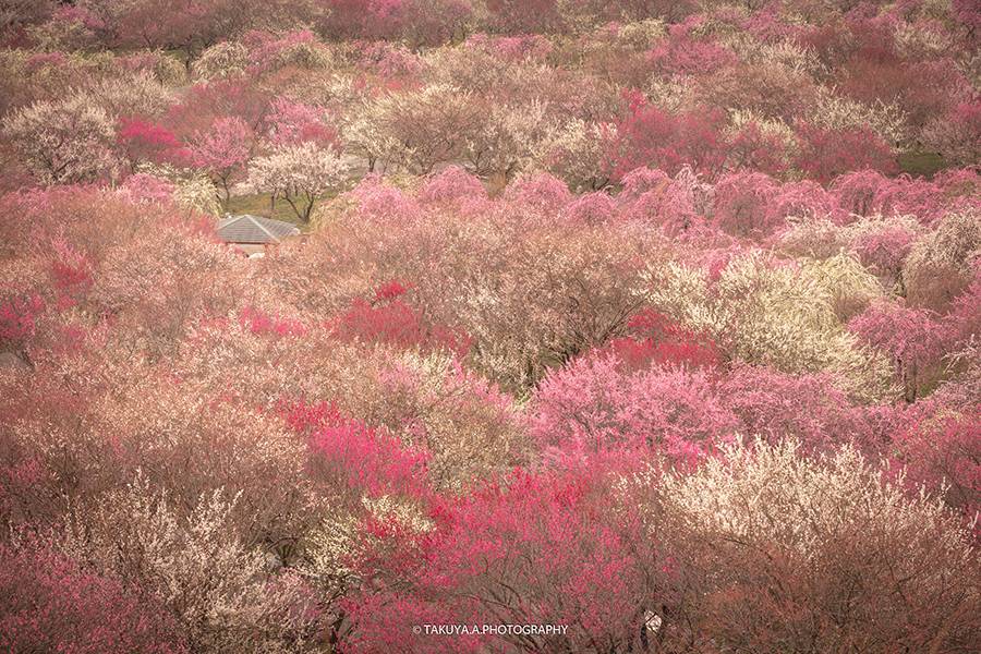 3月にオススメの絶景スポットNO2 三重県 いなべ市梅林公園の梅