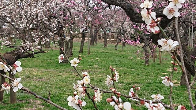 茨城県の絶景 偕楽園の梅