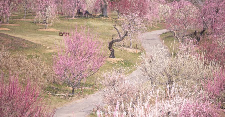 三重県の絶景 かざはやの里の梅