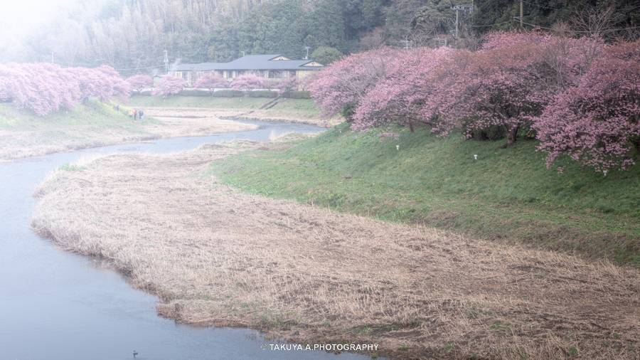 静岡県 みなみの桜と菜の花まつり