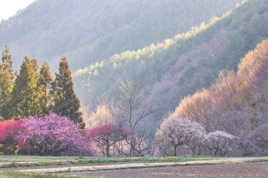長野県の絶景 余里の一里花桃の里の花桃