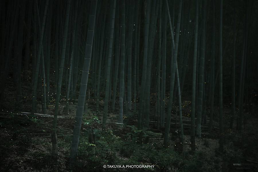 愛知県の絶景 相生山緑地オアシスの森のヒメボタル