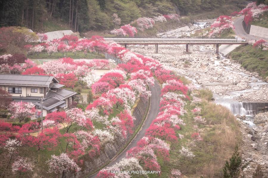 長野県の絶景 花桃の里の花桃