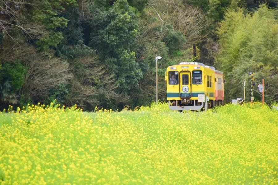 千葉県の絶景 いすみ鉄道の菜の花