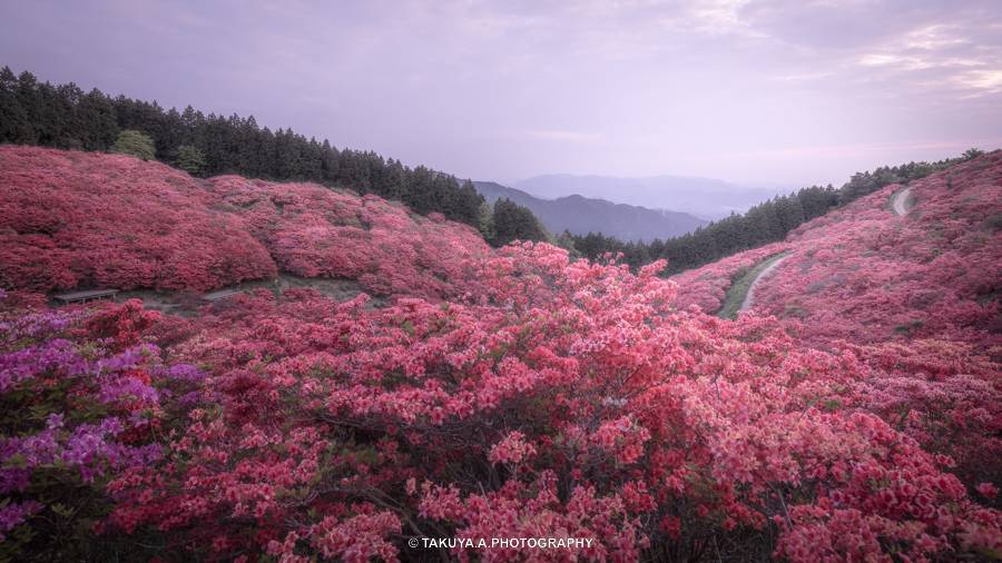 奈良県の絶景 葛城山のツツジ