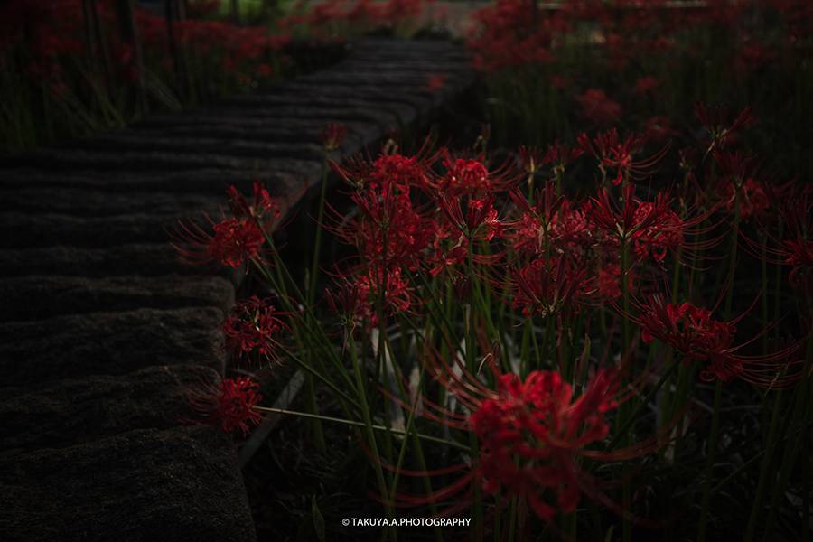 岐阜県の絶景 本巣やすらぎの林の彼岸花