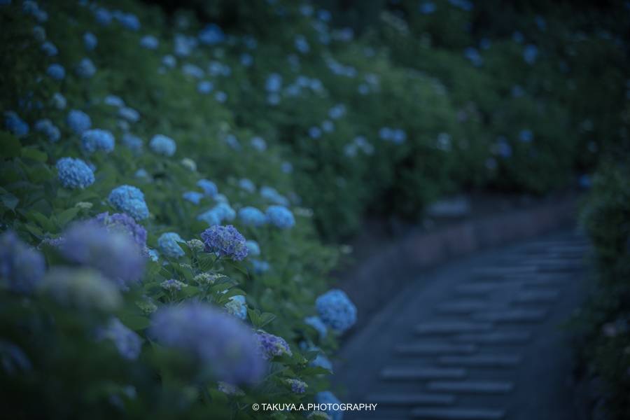 京都府の絶景 善峯寺の紫陽花