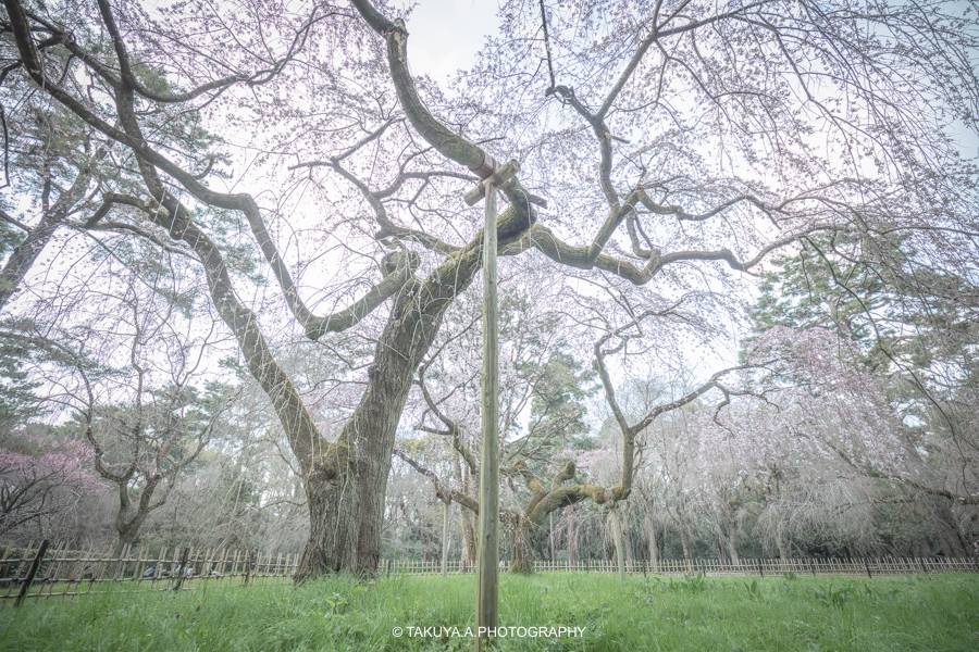 京都府の絶景 近衛邸跡の枝垂れ桜