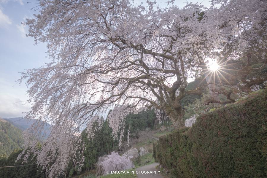 高知県の絶景 中越家のしだれ桜