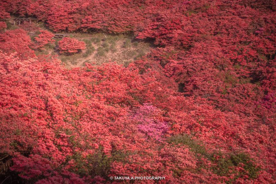 奈良県の絶景 葛城山のツツジ