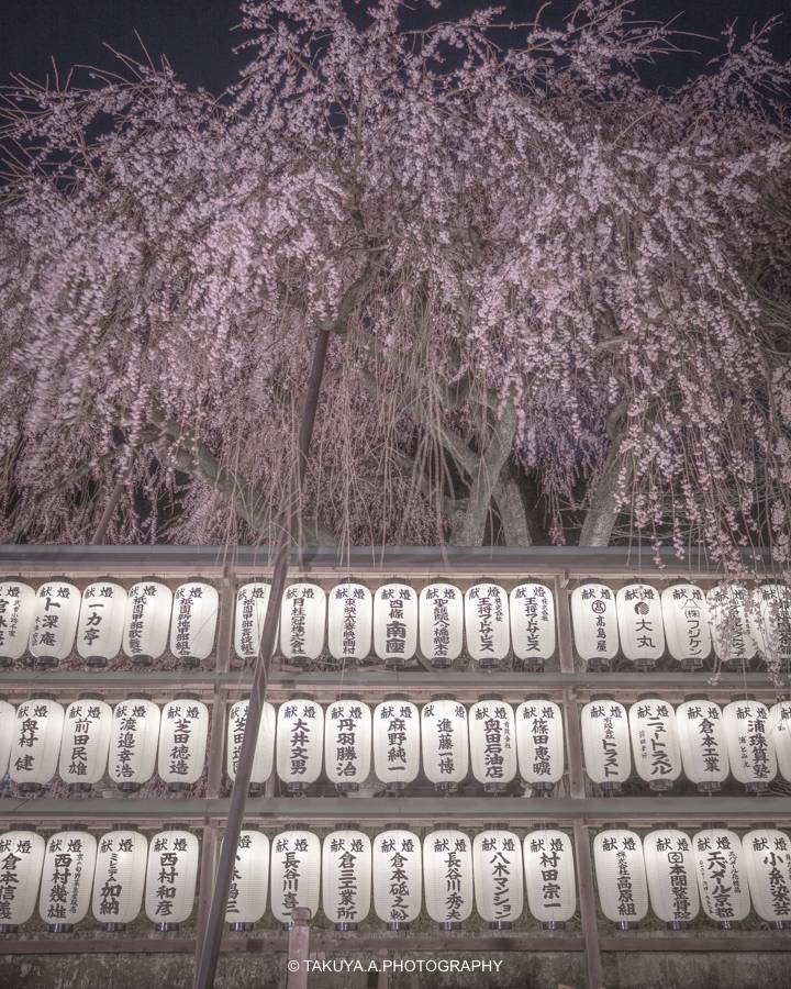 京都府の絶景 大石神社の桜